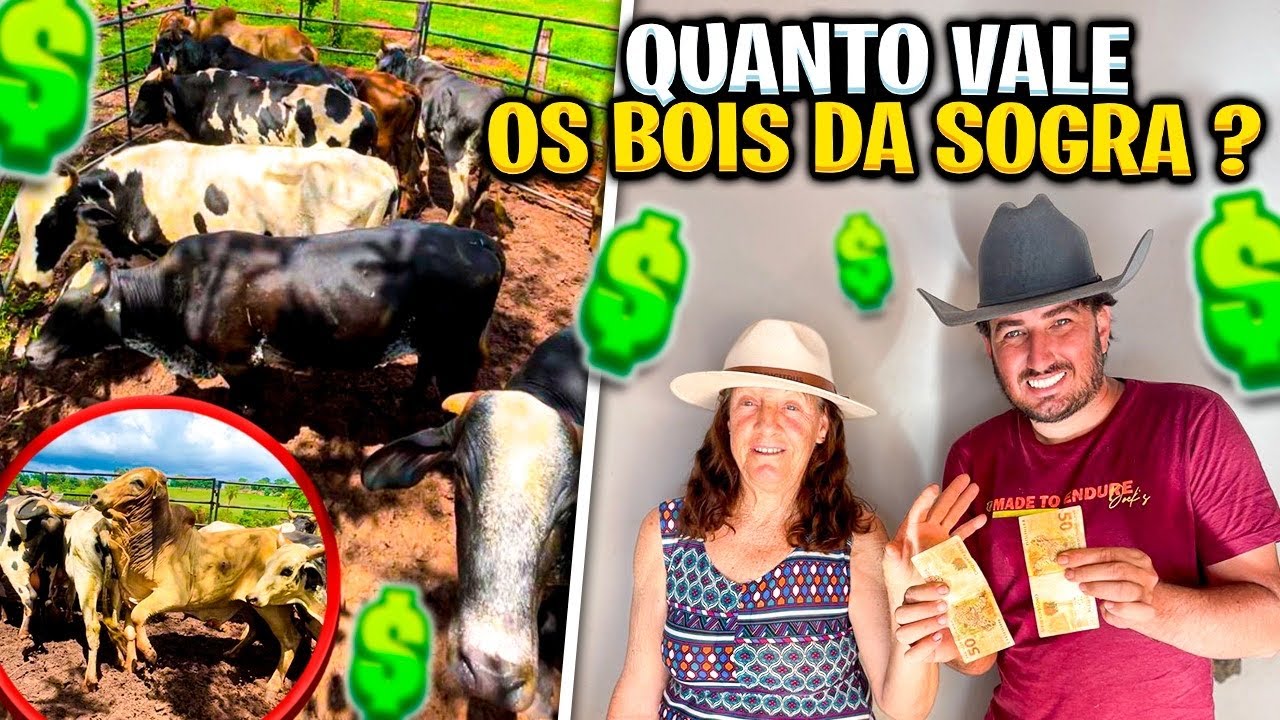 UAU VENDI UM CAMINHÃO DE BOI GABIRU DA MINHA SOGRA