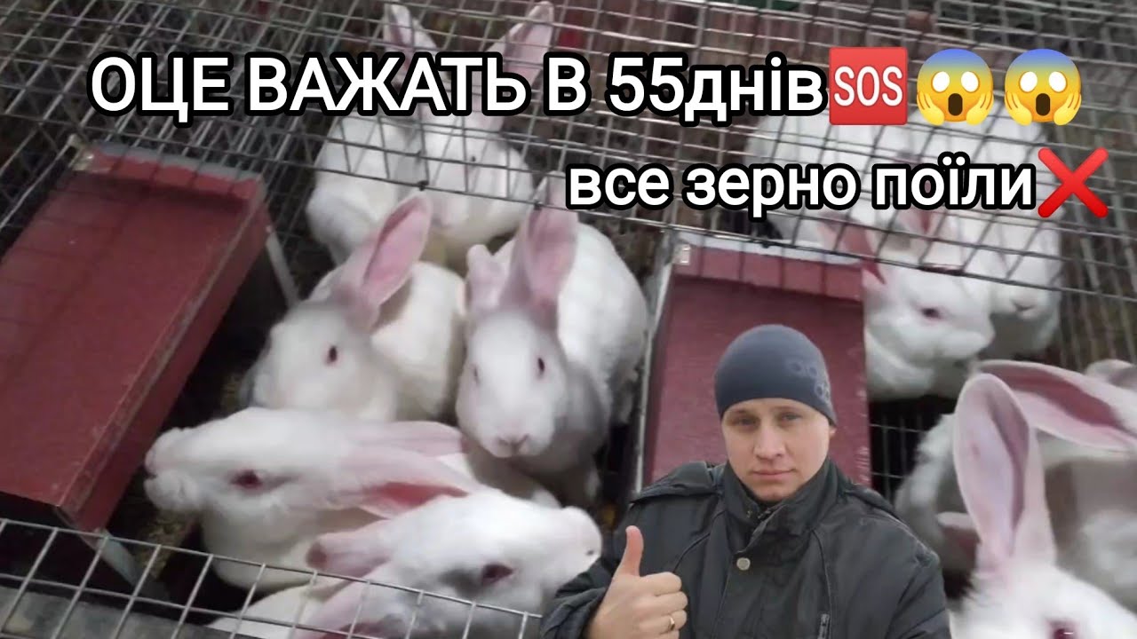 ЦІНИ РОСТУТЬ‼️ КРОЛІВ НА ПЛОДИВ ЗЕРНО ЗАКІНЧУЄТЬСЯ😱 ЯКА ВАГА КРОЛИКІВ В 2міс❓