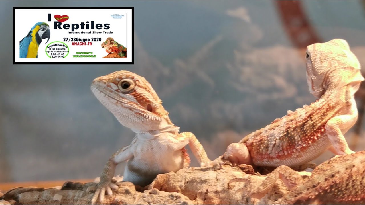 FIERA RETTILI ed animali esotici 2020 *I LOVE REPTILES -Anagni*