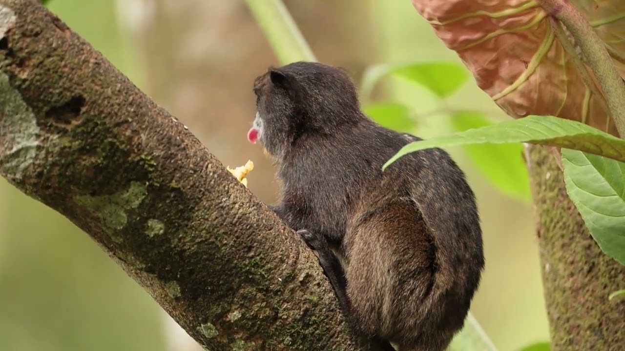 Monos Chichicos, Saguinus nigricollis