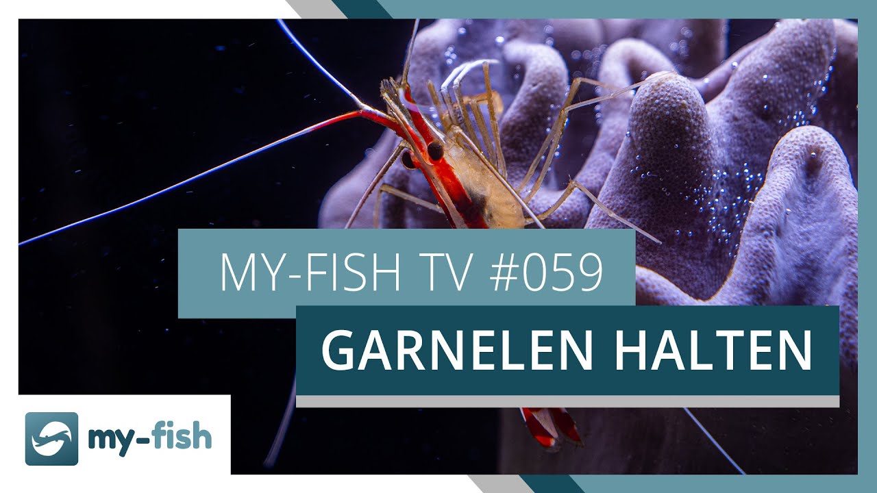 Garnelen im Aquarium -  eine &Uuml;bersicht | my-fish TV #059