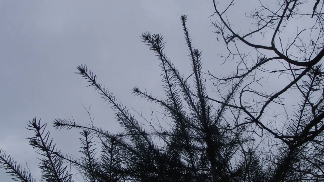 Douglas fir / Duglazija