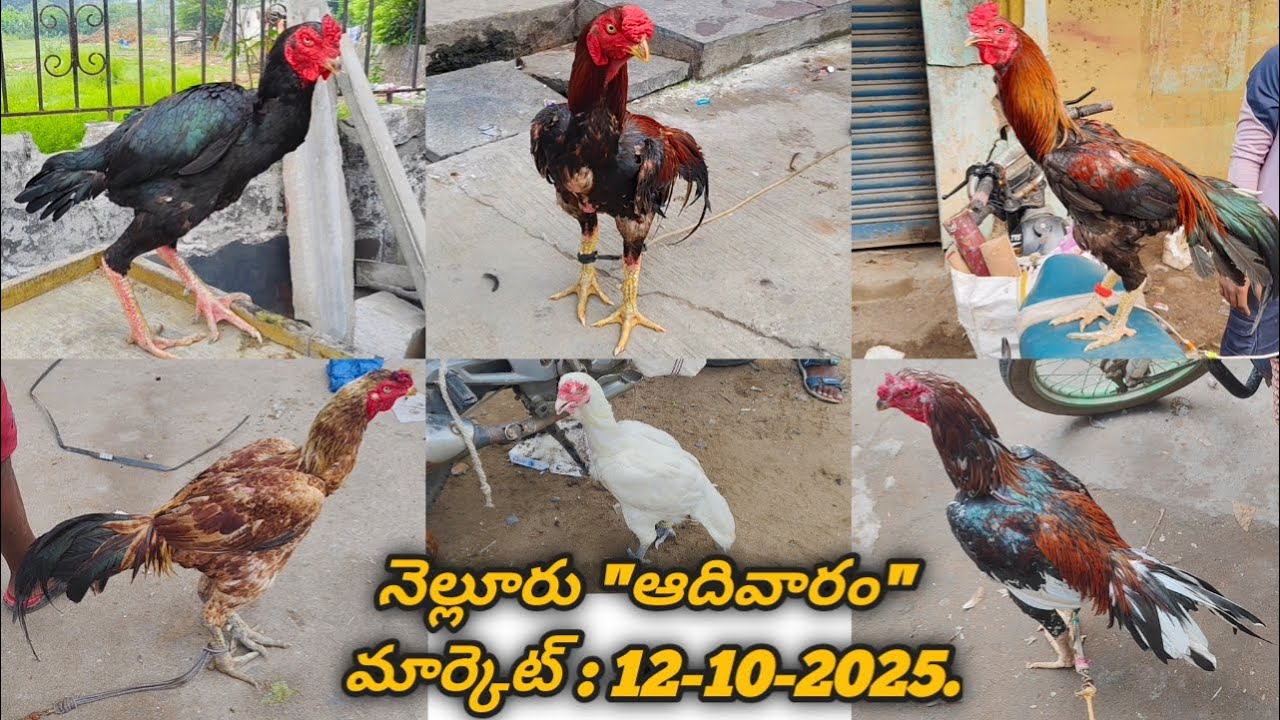 నెల్లూరు 