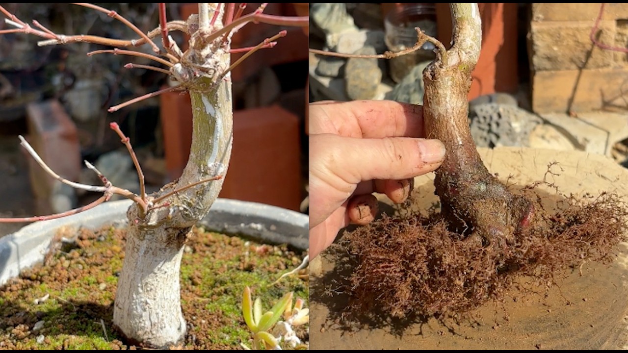 BONSAI X #2 モミジ Japanese Maple 植え替え 根張り作り making NEBARI 盆栽