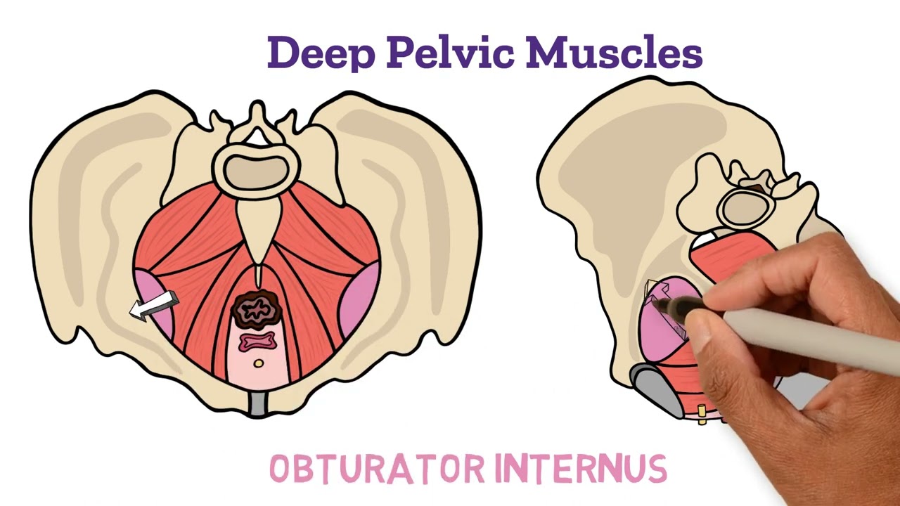 Assessment of Pelvic Floor Muscles: A Video Guide