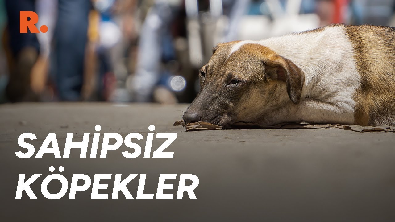 Ankara'nın sahipsiz köpekleri için kim 'elini taşın altına koyacak?'