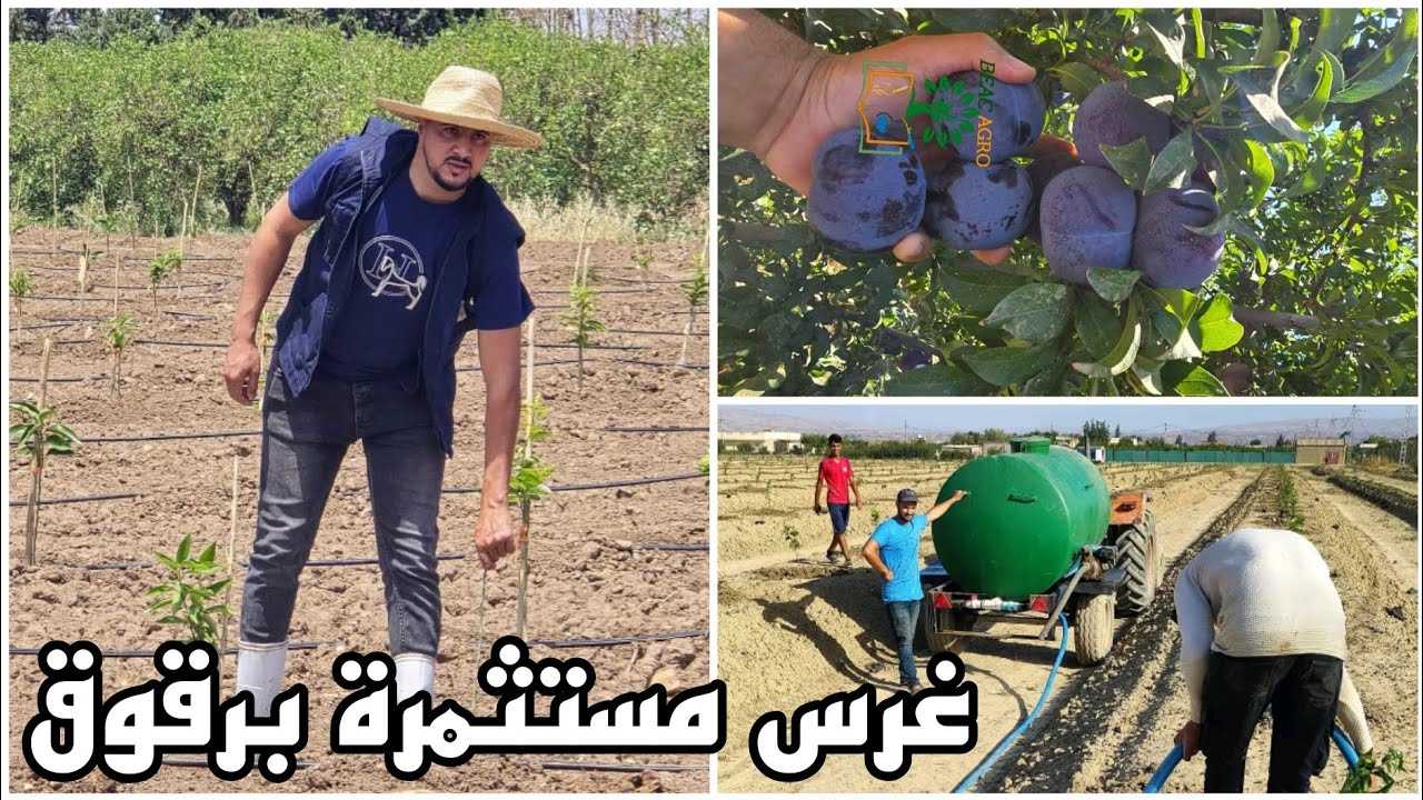 غرس صنف جديد من برقوق مسافة الغرس  5 أمتار  بين الخطوط و  2 بين الأشجار  مع أيوب