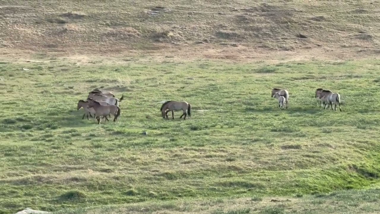 MongoliaHorses