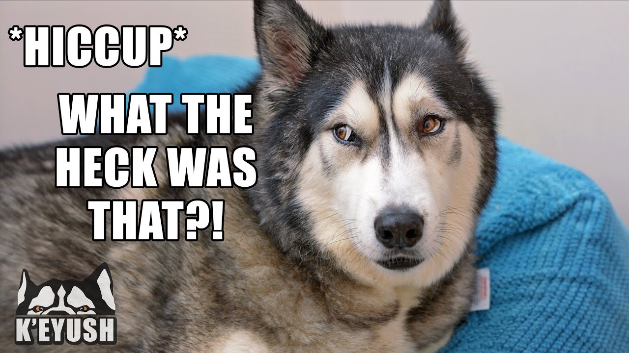 Husky Confused by His Own HICCUPS! A “ BOO” Cures Them!