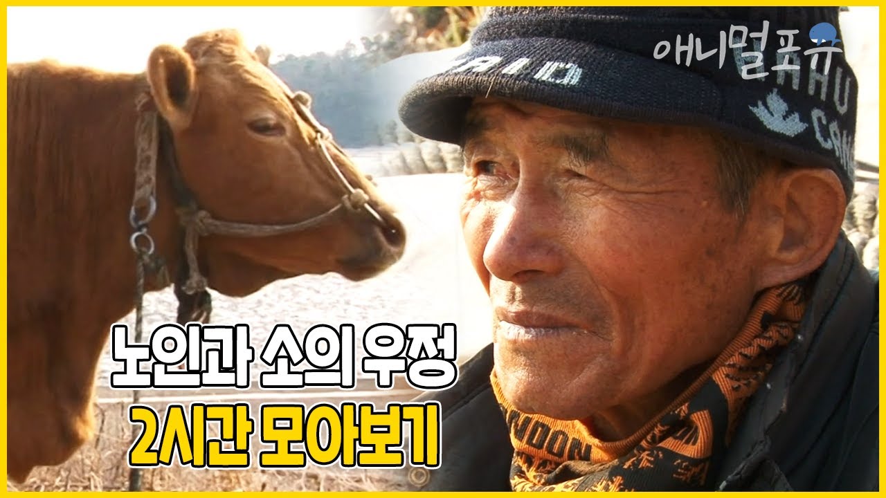 할아버지 곁을 25년 간 지켜온 사람 나이 80세 소 누렁이✨ 도합 200년이 넘은 세 노인의 섬 생활 이야기 | 노인과 소 | KBS 인간극장 2017 방송
