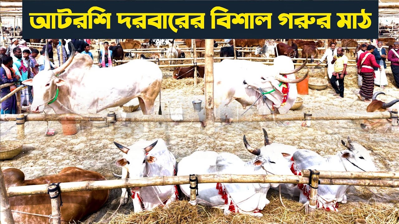 বিশ্ব উরস শরীফ ২০২৬ এর বিশাল গরুর মাঠ দেখুন ড্রোন ক্যামেরায়y