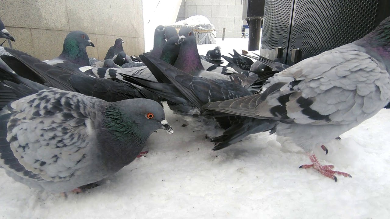 鳩の餌やり（鳩動画）