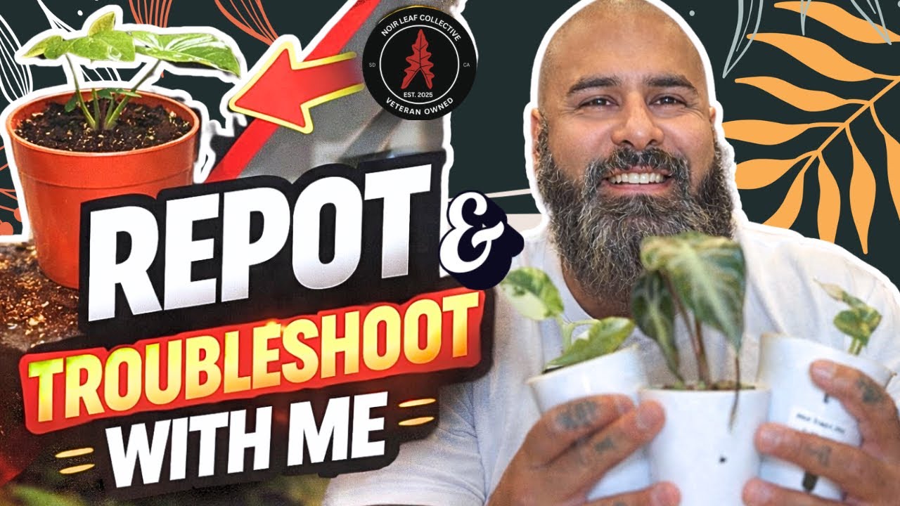 Alocasia Re-pot & Troubleshoot With Me