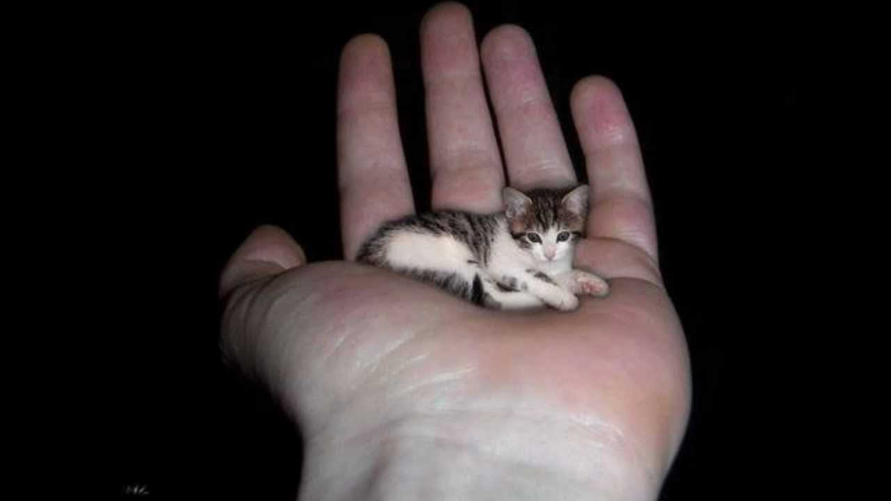 As 10 menores raças de gatos do mundo!