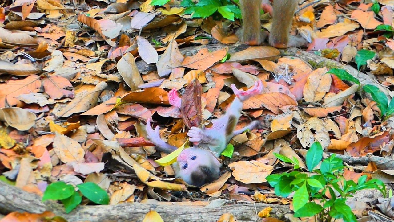 Innocent Baby Monkey Levy sleep on the land While Mother Libby leave him and Stands Nearby