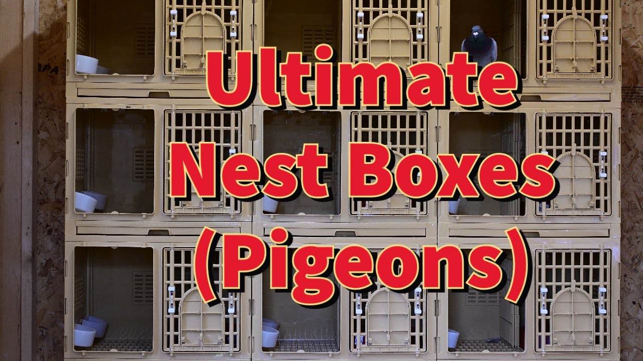 Ultimate Nest Boxes ( Assembly and Review ).