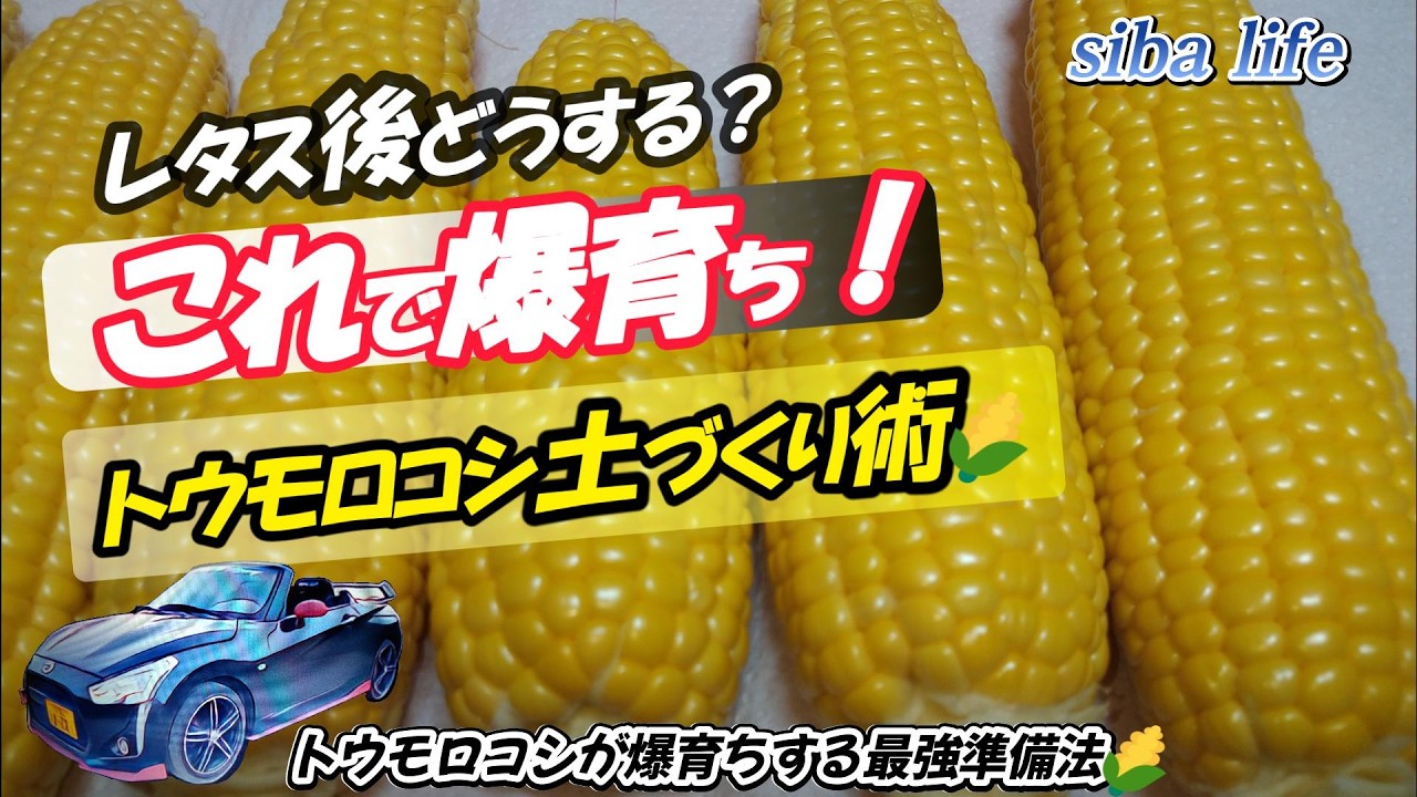 「トウモロコシの土作り術、これで爆育ち」「レタスの後どうする？」根がのびのび育つ土」このチャンネルを見れば分かる。【家庭菜園】初心者必見、土づくりから。 2026.1.31 siba life
