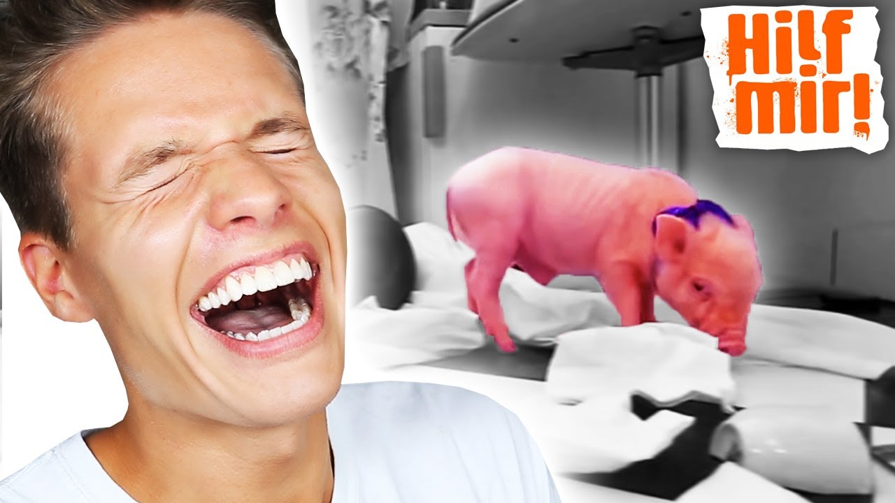 Luca reagiert auf „Hilf Mir!“ - Frau ersetzt Mann durch Schwein