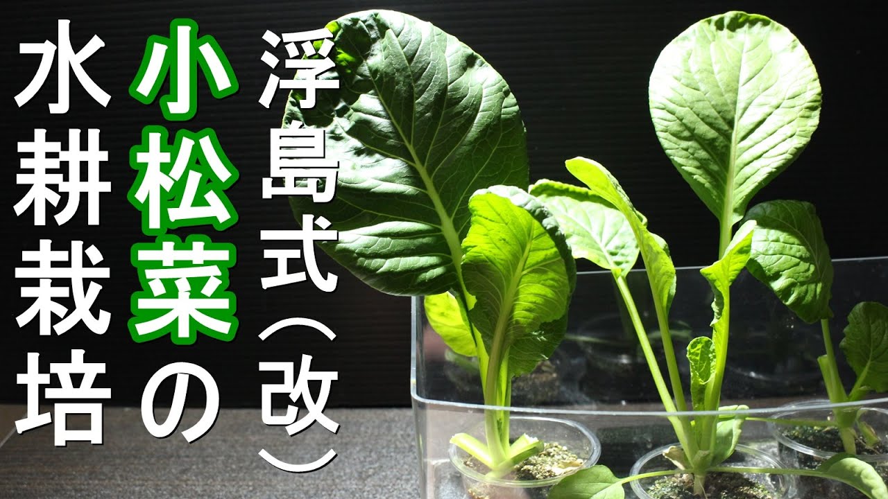 浮島式（改）で小松菜の水耕栽培