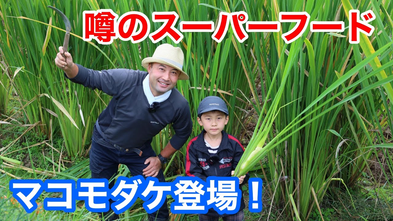 【自然菜園】竹内親子のマコモダケの収穫体験　＋豆知識付き