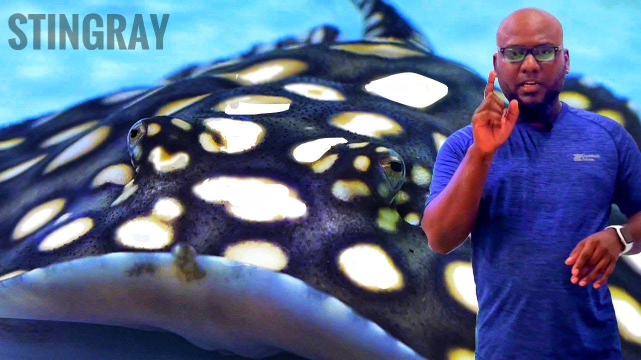 EXOTIC - STINGRAY CARE GUIDE - CHENNAI AQUARIUM - TAMIL
