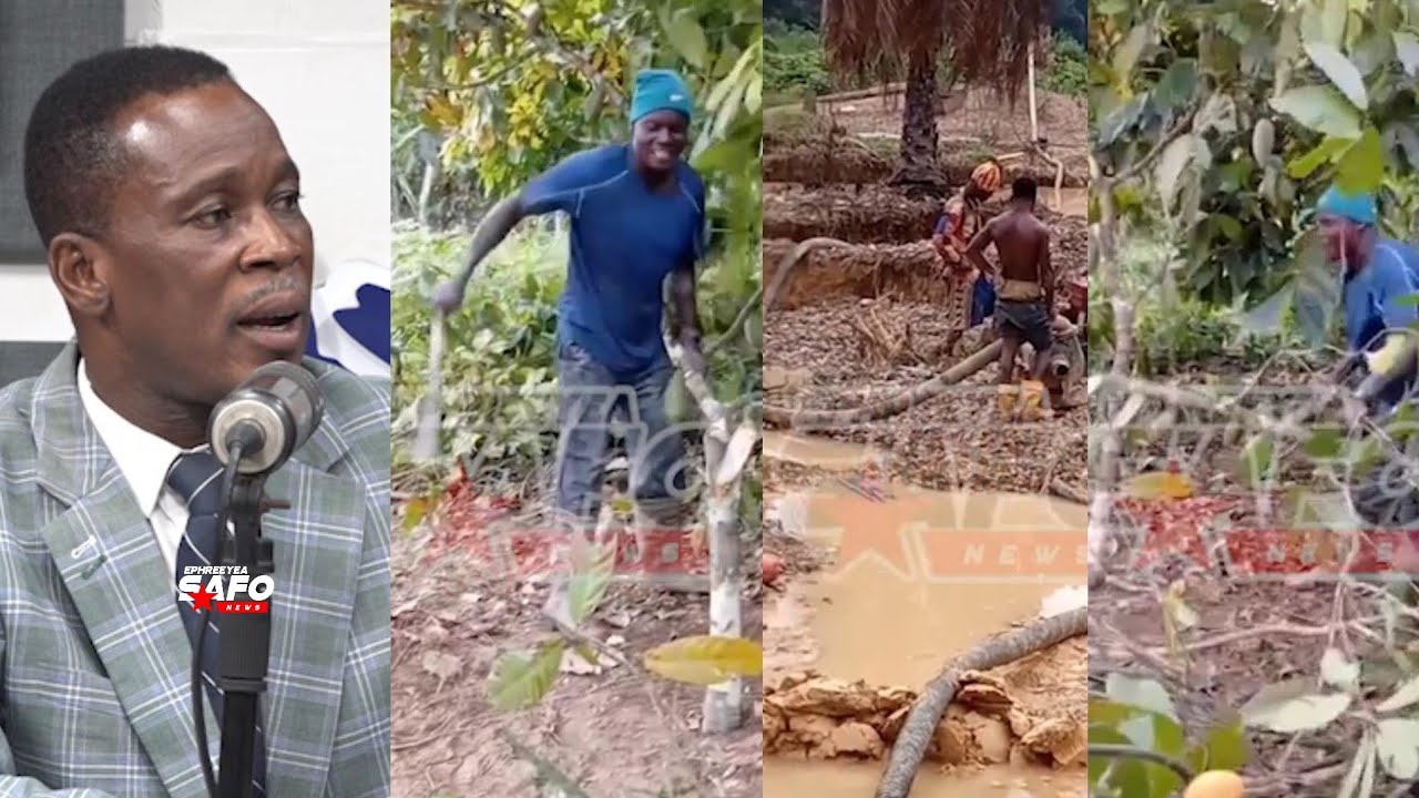 Mahama, Ghana in big tr0цble😱Cocoa Farmers cuts his Cocoa farm for Galamsey Boys..See details 