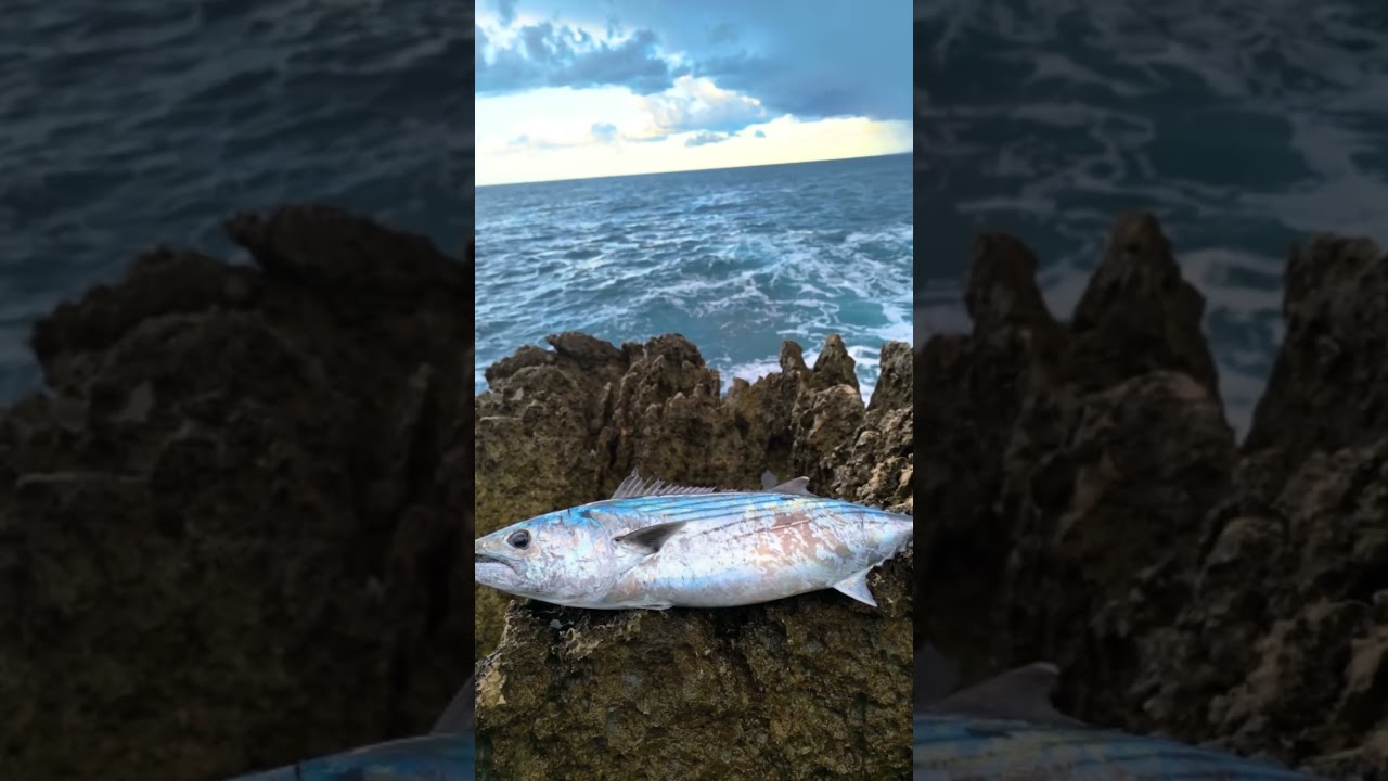 #fishing #shorespinning #bonito #barracuda #rockfishing #spinning