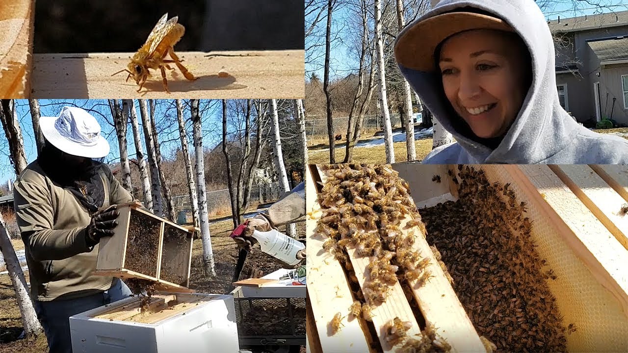Prepping & Installing Carniolan Honey Bees into Hive (2nd Year Beekeeping)