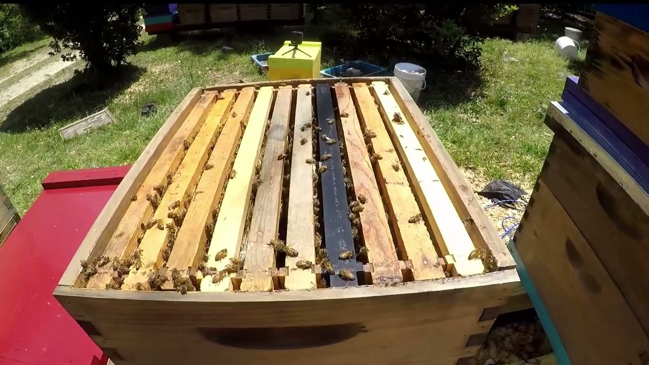 demarre 42 day Bee Hive inspection