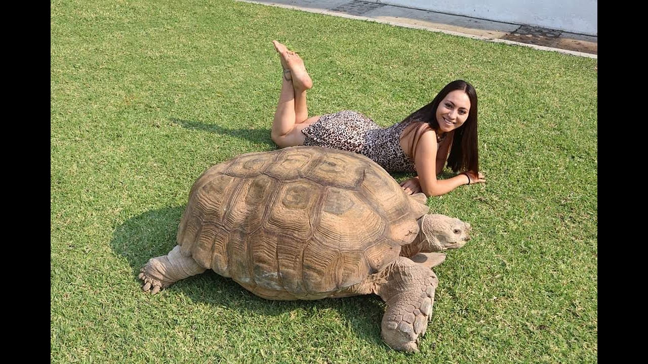 TANUS! La tortuga más grande de México 😮