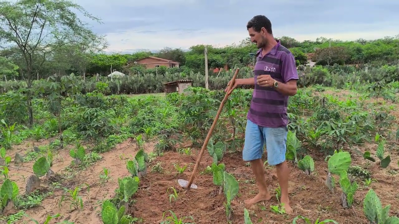 Benedito limpando a lavoura 