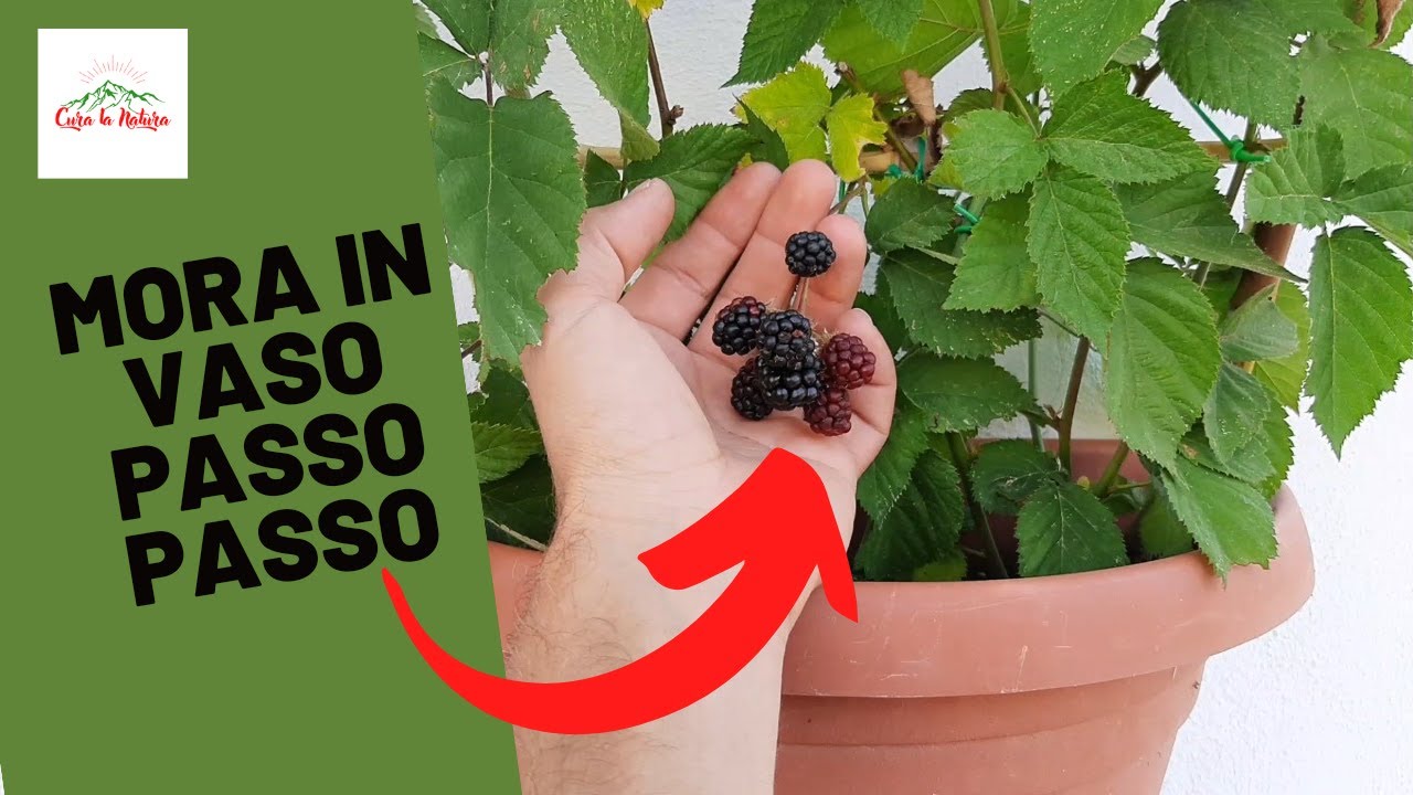 Mora In Vaso - Come Coltivarla PASSO PASSO