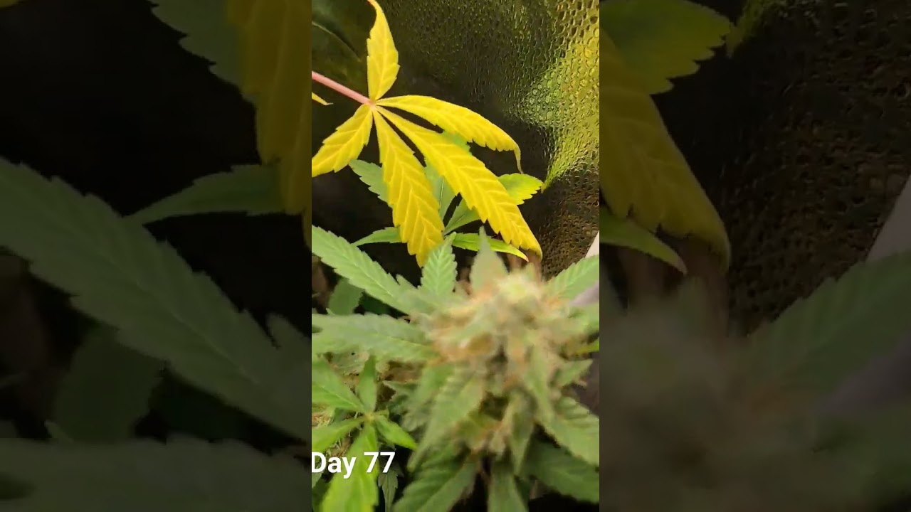 day 77 - Tangerine Dream Auto Fade
