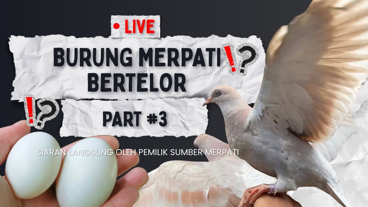 Burung Merpati Bertelor‼️ Part #3