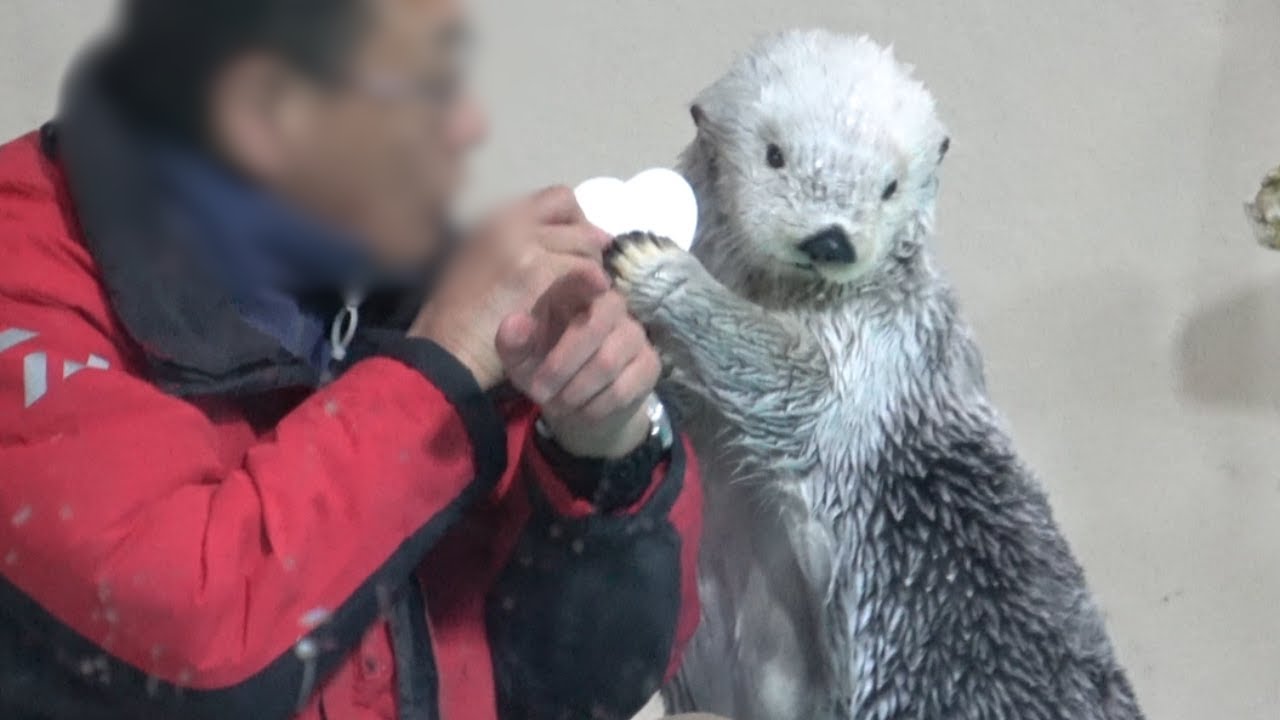 【ラッコ】メイちゃん飼育員さんとハート♡でイチャイチャからのイカ耳ジャンプ