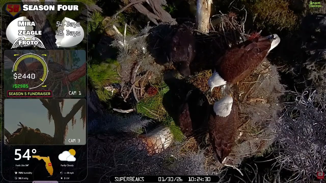🦅Yesterday at SuperBeaks | Jan 30, 2026-Lots of fish🐟for Mira & Zeagle! Great Cam3 Close-ups💕