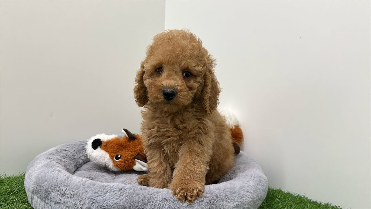 🐶 Poedel 🐶 reu 🐶 PUP ID 005795256 🐶