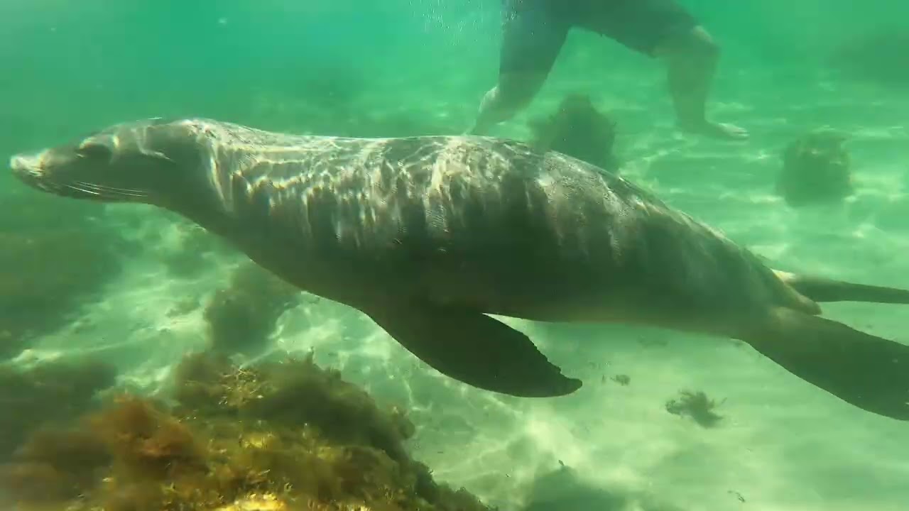 Sea Lion Footage