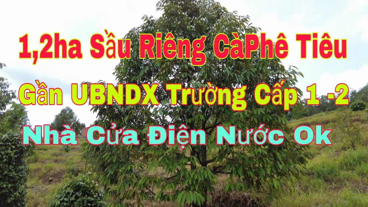 (đã cọc)Cần Bán 1,2ha Sầu Riêng CàPhê Tiêu Điện Nước Đầy Đủ Bìa Hồng Tại Nhà