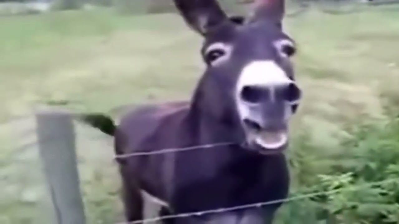 screaming donkey meme