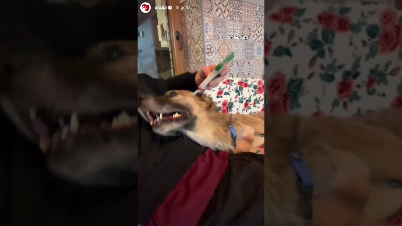 U właścicielki miał tylko łańcuch i dziurawą budę 🤬 #dioz #dog #shorts #help