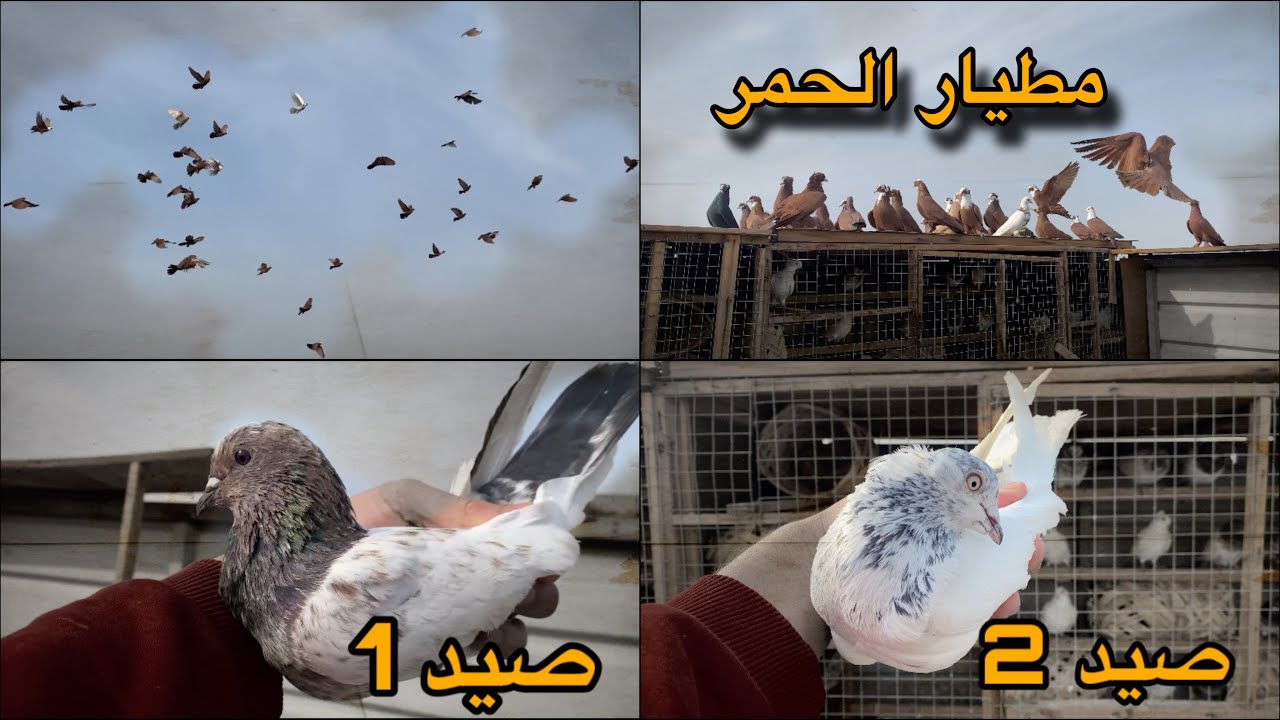 اول مطيار للحمر + صيد ٢ تور 