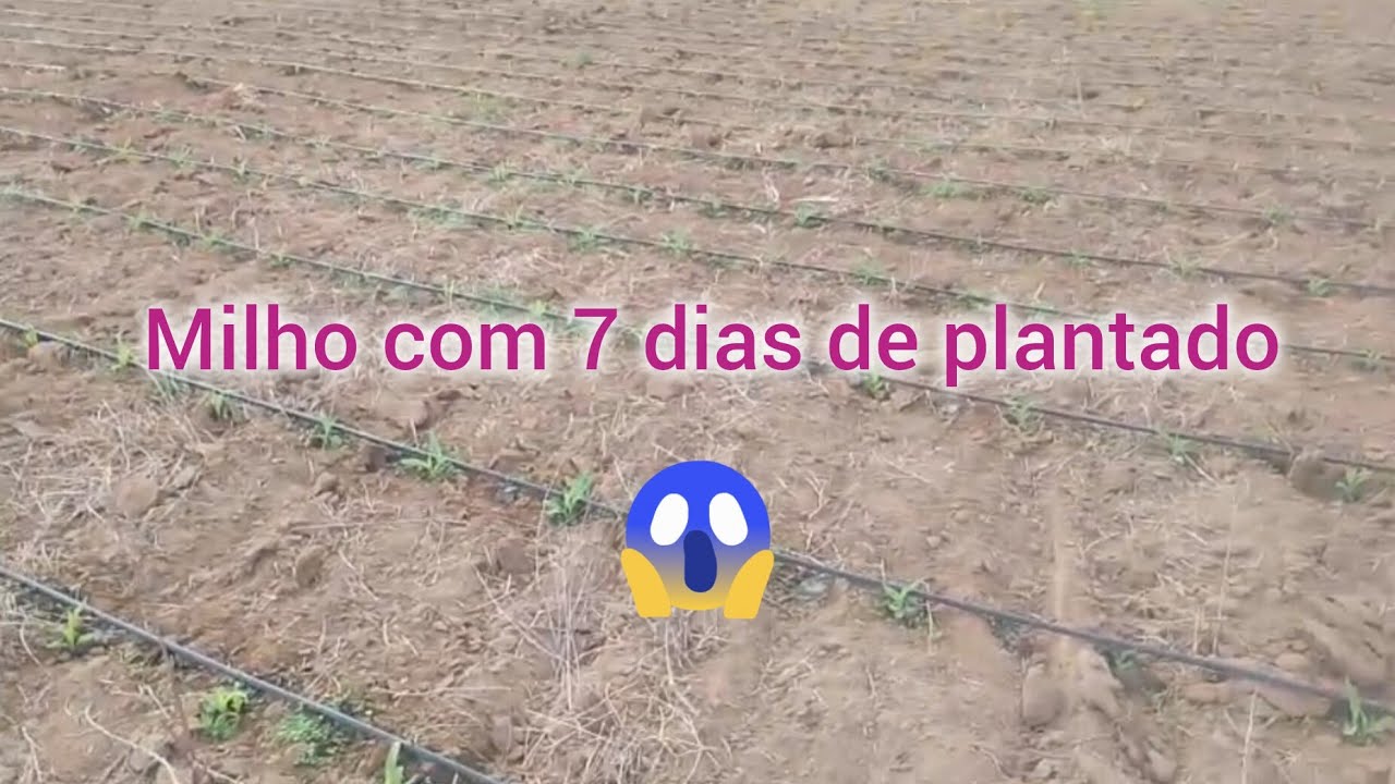 Milho 🌽 com 7 dias de plantado 