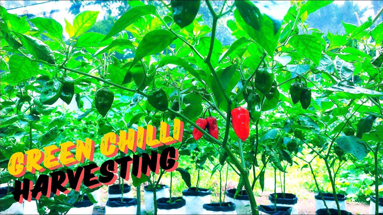 Harvesting Green Chillies &ndash; Chili Pepper Farming &ndash;  Green Chilli Harvest  &ndash; Fresh from the Farm🌶️
