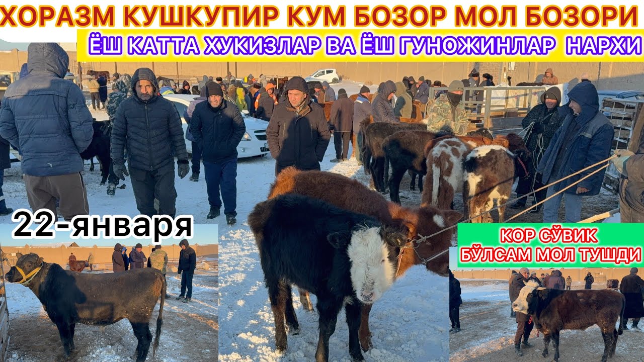 КОР СЎВИК БЎЛСАМ МОЛ ТУШДИ БОЗОРГА | ХОРАЗМ КУШКУПИР КУМ БОЗОР МОЛ БОЗОРИ 22-январь 2026 г.