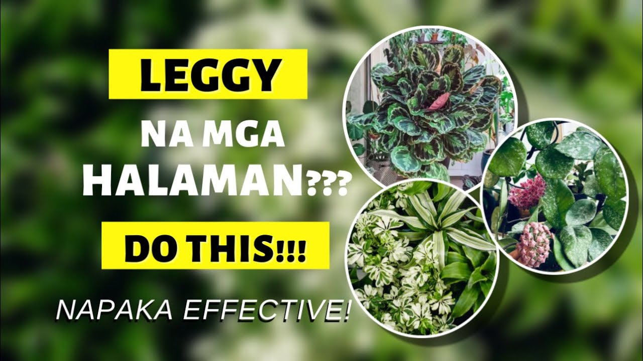 PUGUTIN ANG MGA HALAMAN PARA MAS KUMAPAL AT GUMANDA ANG MGA DAHON!