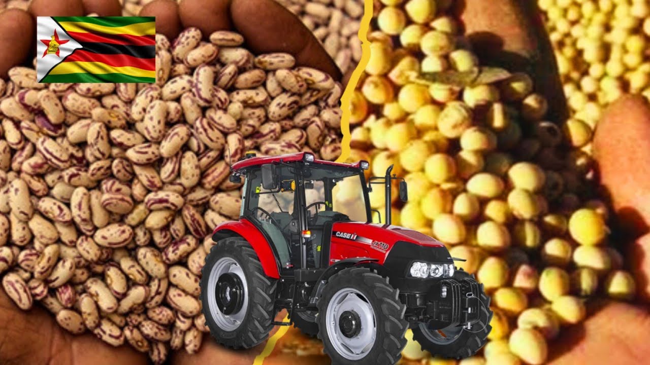 Sugar Beans Vs Soya Beans Farming Which One Makes More Money In Zimbabwe 