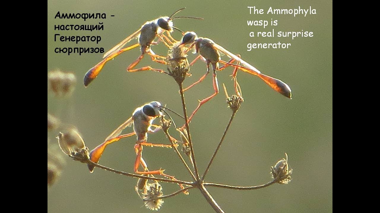 АММОФИЛА НАСТОЯЩИЙ ГЕНЕРАТОР СЮРПРИЗОВ  The Ammophyla wasp is a real surprise generator