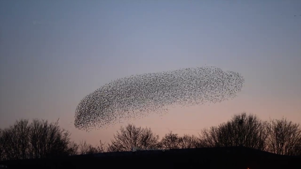 Starling Murmuration, Tewkesbury Jan 2023
