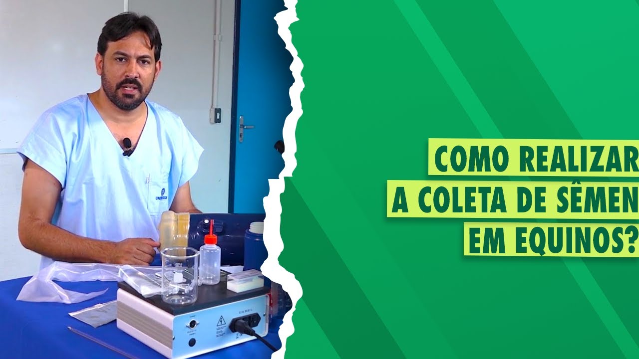 Coleta de sêmen em equinos